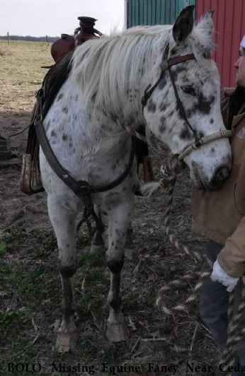 BOLO  Missing Equine Fancy Near Cedar Hill, TN, 37032
